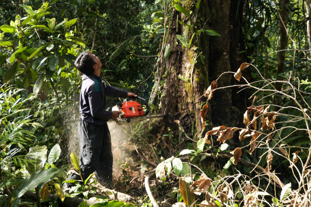 Best Tree Care Services  in Enetai, WA